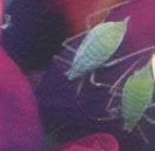 כנימות Aphidoidea